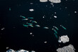 Drone shot of beluga whales diving