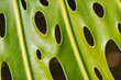 Textured background of tropical plant leaf with holes