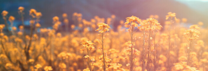 Wall Mural - yellow flowers in field