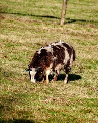 Sticker - White and brown goat grazing in a lush green grass field on a sunny, clear day