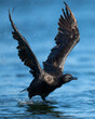 Brandt's cormorant flapping wings in water