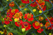 Red Helenium Autumnales (common Sneezeweed) Flowering Near Chainlink Fence