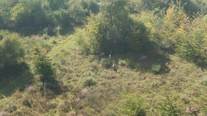 Sticker - Aerial of a herd of deer resting in the green field on a sunny day