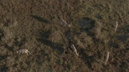 Poster - Aerial of a her of antelopes (Bovidae) walking in the field