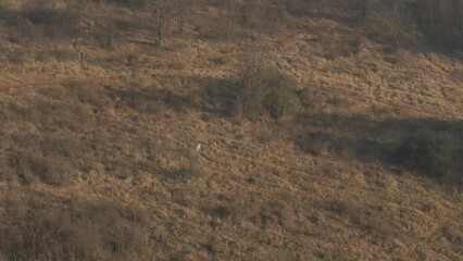 Poster - Aerial of a lonely antelope grazing in the field during the daytime