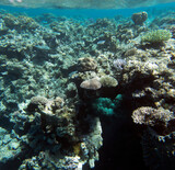Fototapeta Do akwarium - View of coral reef