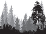 Fototapeta Storczyk - fir trees three grey colors forest on white background