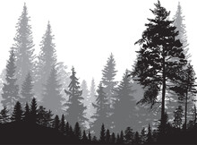 Fir Trees Three Grey Colors Forest On White Background