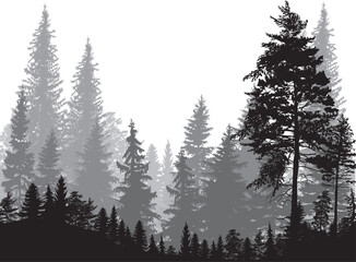 Wall Mural - fir trees three grey colors forest on white background