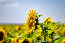 Sunflower Flower 