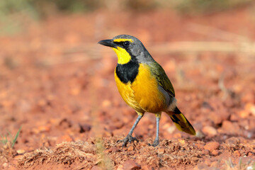 Wall Mural - Bokmakierie, Pilanesberg, South Africa