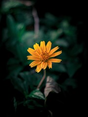 Poster - a single yellow flower blooming from some green leaves in the dark