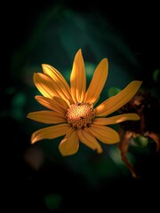 Poster - Vibrant yellow flower stands out against dark green foliage in a tranquil garden setting