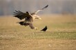 A majestic golden eagle landing on a green field