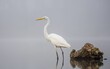 © Elcon Sro/Wirestock Creators - Majestic white egret wading in a reflective pond