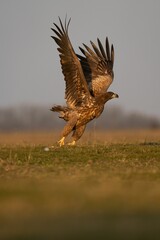 Wall Mural - A vertical shot of a golden eagle taking flight from a grassy field