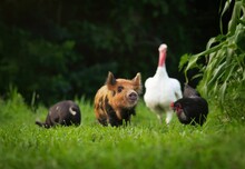 Small Pig In Front Of A Group Of Domestic Animals In A Rural Field