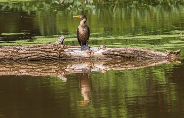 Wall Mural - Juvenile double-crested cormorant on a log with a reflection