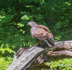 Wall Mural - Juvenile bald eagle on a log