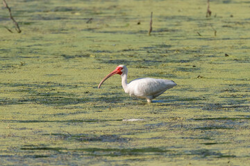 Wall Mural - A White Ibis wading through the shallow, algae covered water of a marsh section of a pond searching for food on a sunny, Summer morning.