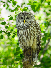 Wall Mural - Barred Owl closeup portrait on snag against green leaves