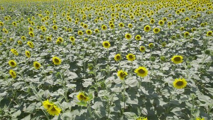 Wall Mural - campo di girasoli ripreso dall'alto con drone in risoluzione 4k