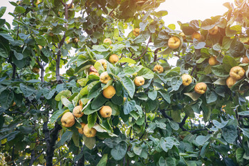 Young fruits of quince tree in farm or garden against natural sun flare