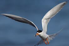 Forster's Tern Flying With A Fish In Its Beak, Seen In A North California Marsh