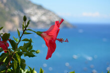 Red Hibiscus Flower And Amalfi Coast, Italy