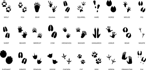 Sticker - Black animal tracking footprints. Isolated wild animal paws prints, lizard, crocodile and cat. Reptile and bird foots, decent vector hunter set