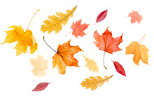Levitation Of Maple And Oak Autumn Leaves. White Isolated Background