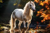 Fototapeta  - horse in the wild