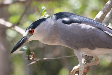 night heron in costa rica