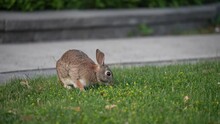 Startled Rabbit Jumps Away