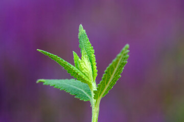 beautiful Salvia farinacea is in the garden