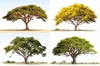 set of acacia trees isolated on white background