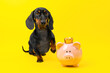 Joyful dog dachshund sits on its hind legs raising its paw, next to it is piggy bank with crown Secure childhood, investment in future, education At feet of puppy, accumulation of money, opportunities