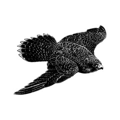 Wall Mural - Peregrine Falcon hand drawing vector isolated on background.