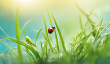  Spring Summer Background With Fresh Green Grass And Ladybug Against A Blue Sky In Nature Close Up