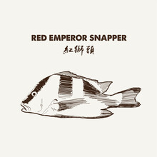 Red Emperor, Lutjanus Sebae (Cuvier) - Emperor Red Snapper, Emperor Bream. Vector Illustration EPS10.