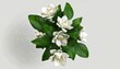 Bouquet of Gardenia cape jasmine flower plant with leaves isolated on white background. 3D rendering. Flat lay, top view. macro closeup