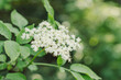 © Анастасія Стягайло - Elder flowers in garden. Sambucus nigra. Elder, black elder flowers. Alternative medicine
