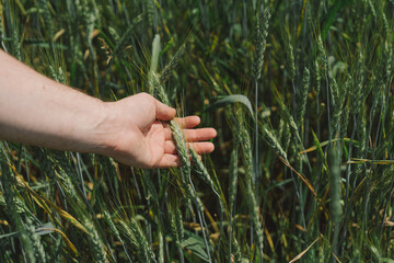 Wall Mural - Man farmer walks through a wheat field and touching green ears of wheat with his hands. Hand farmer is touching ears of wheat on field, inspecting her harvest. Agricultural business.