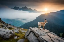 Mountain Goat In The Mountains