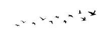 Group Of Flying Birds Silhouette Illustration