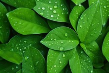 Green Leaves With Water Drops Close-up. Natural Background For Design