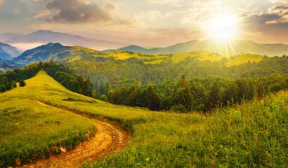 Wall Mural - rural landscape with empty dirt road to coniferous forest through the grassy hillside meadow at suns