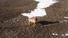 Elk Cow Standing Looking Around Spring Circling Aerial Shot In Prairie