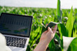© Westend61 - Agronomist analyzing graph on laptop screen and examining plants at field