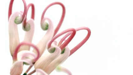 Sticker - Gravillea Rosmarinoflora opening, close up of an Australian native grevillea flower open time lapse, isolated on white background. Macro shot